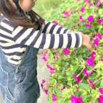所沢三ヶ島のオシロイバナの画像
